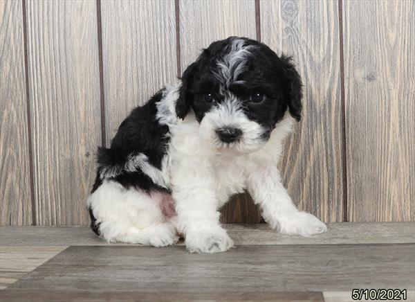 Poodle DOG Male Black / White 1242 Petland Fort Walton Beach, FL