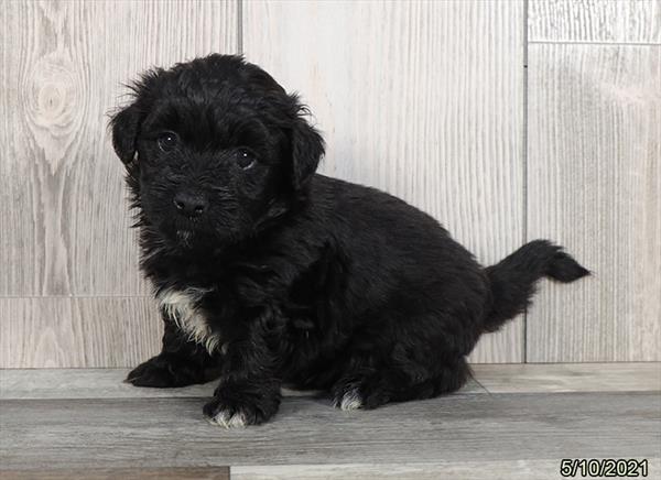 Havanese-DOG-Male-Black-1243-Petland Fort Walton Beach, FL