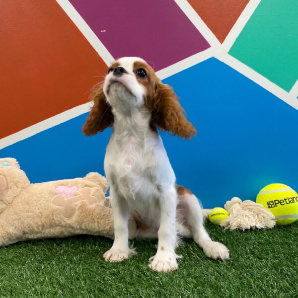 Cavalier King Charles Spaniel DOG Female Blenheim 1092 Petland Fort Walton Beach, FL