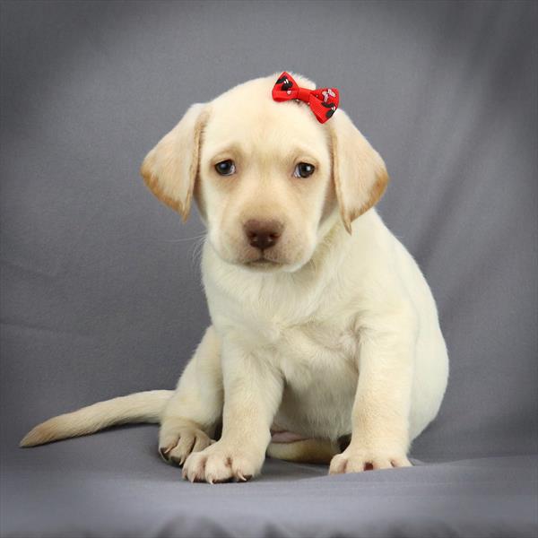 Labrador Retriever-DOG-Female-Yellow-442-Petland Fort Walton Beach, FL