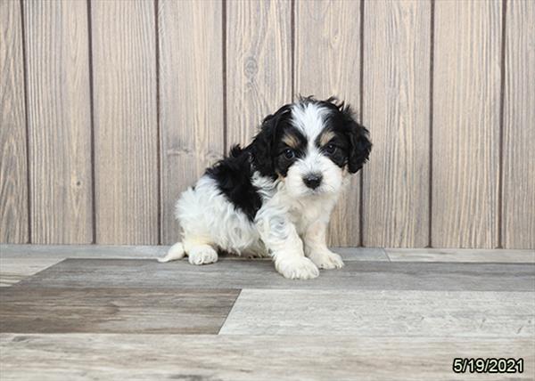 Cavapoo-DOG-Male-Black / White-1282-Petland Fort Walton Beach, FL