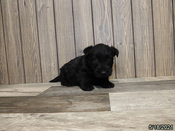 Scottish Terrier DOG Female Black 1285 Petland Fort Walton Beach, FL