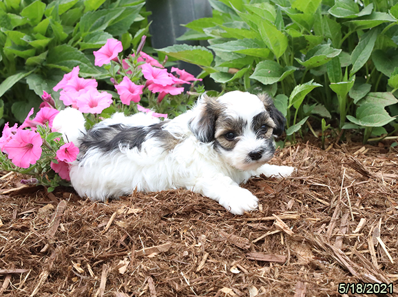 Havanese-DOG-Female-Sable / White-1289-Petland Fort Walton Beach, FL