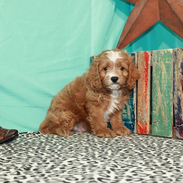 Cavapoo-DOG-Male-Ruby-1291-Petland Fort Walton Beach, FL