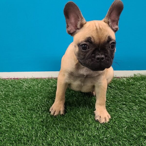 French Bulldog-DOG-Female-Fawn, Black mask-1213-Petland Fort Walton Beach, FL