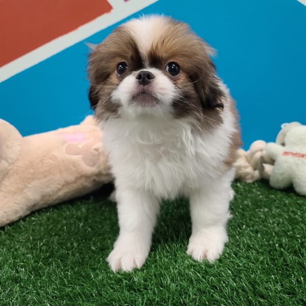 Japanese Chin-DOG-Male-Sable/White-1263-Petland Fort Walton Beach, FL