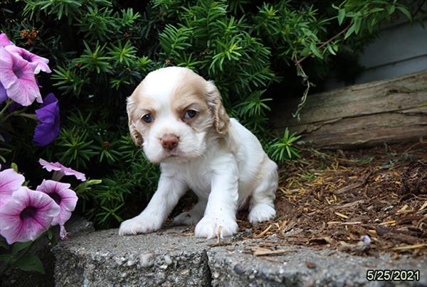 Cocker Spaniel DOG Female Buff / White 1325 Petland Fort Walton Beach, FL