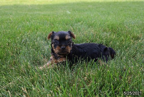 Silky Terrier DOG Female Black / Tan 1327 Petland Fort Walton Beach, FL