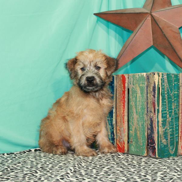 Soft Coated Wheaten Terrier-DOG-Female-Wheaten-1362-Petland Fort Walton Beach, FL