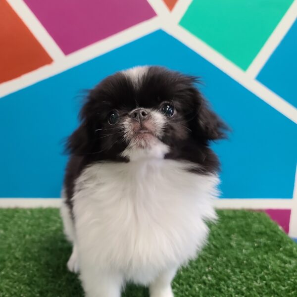 Japanese Chin-DOG-Female-Black/White-1264-Petland Fort Walton Beach, FL