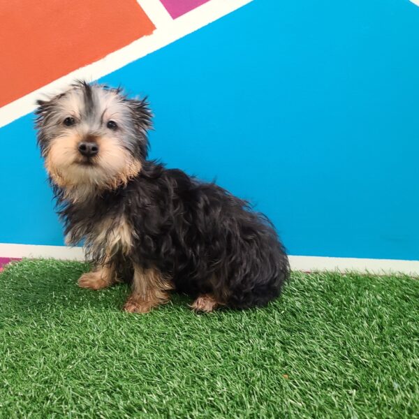 Silky Terrier DOG Male Black / Tan 1195 Petland Fort Walton Beach, FL