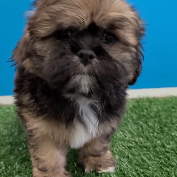 Lhasa Apso DOG Male Dark Golden 1329 Petland Fort Walton Beach, FL