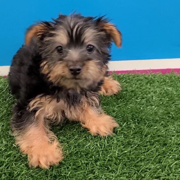 Silky Terrier DOG Male Black/Tan 1137 Petland Fort Walton Beach, FL