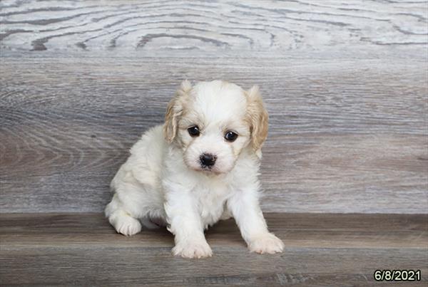 Cavachon-DOG-Female-Blenheim-1377-Petland Fort Walton Beach, FL