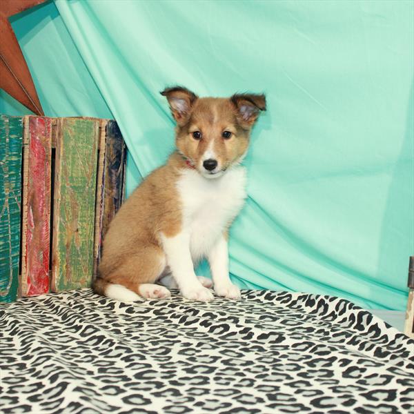 Shetland Sheepdog DOG Female Sable / White 1383 Petland Fort Walton Beach, FL