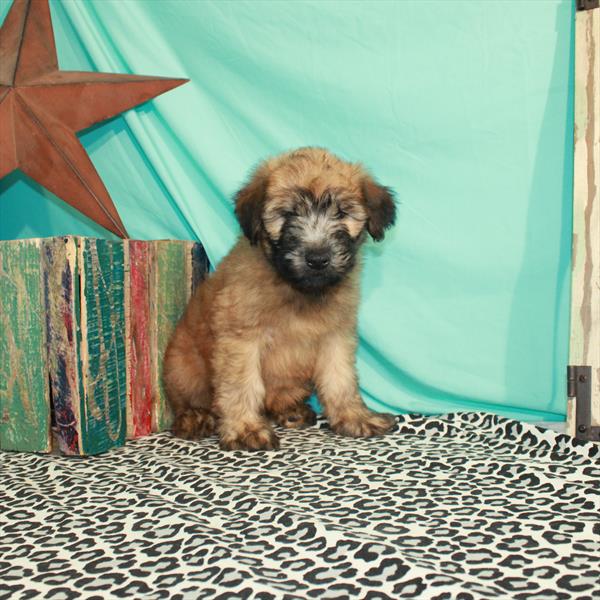 Soft Coated Wheaten Terrier-DOG-Male-Wheaten-1384-Petland Fort Walton Beach, FL