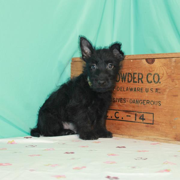 Scottish Terrier DOG Male Black 1387 Petland Fort Walton Beach, FL