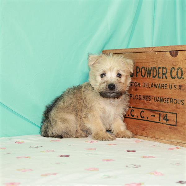 Cairn Terrier-DOG-Male-Wheaten-1389-Petland Fort Walton Beach, FL