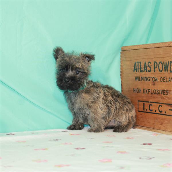 Cairn Terrier-DOG-Female-Wheaten-1390-Petland Fort Walton Beach, FL