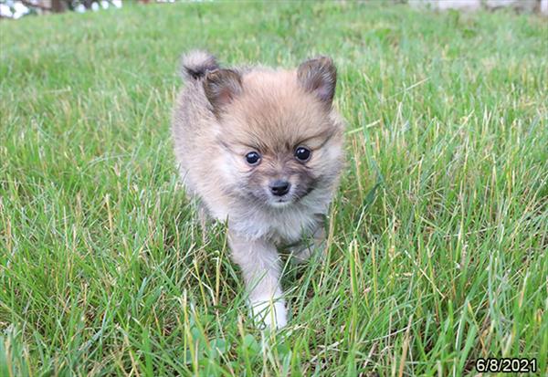 Pomeranian-DOG-Female-Brown-1448-Petland Fort Walton Beach, FL