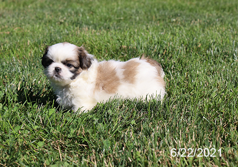 Pekingese-DOG-Male-Fawn-1449-Petland Fort Walton Beach, FL