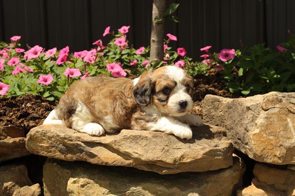 Cavachon-DOG-Male-Tri-Colored-1450-Petland Fort Walton Beach, FL