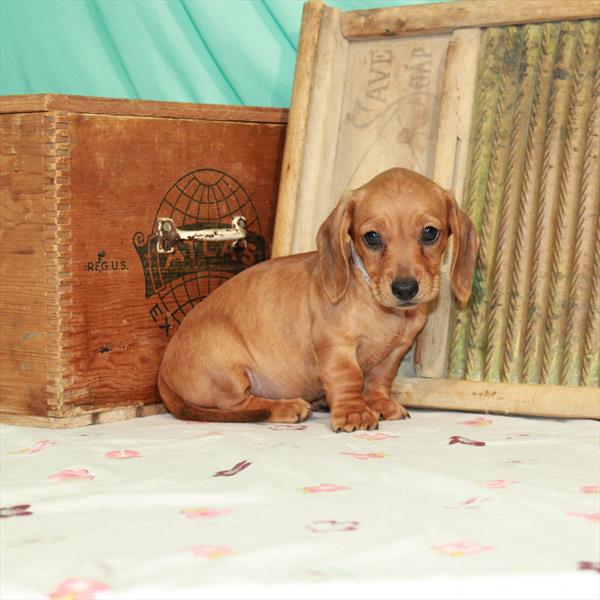 Dachshund DOG Female Red 1458 Petland Fort Walton Beach, FL