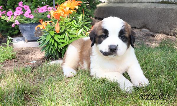 Saint Bernard DOG Male Brown / White 1481 Petland Fort Walton Beach, FL