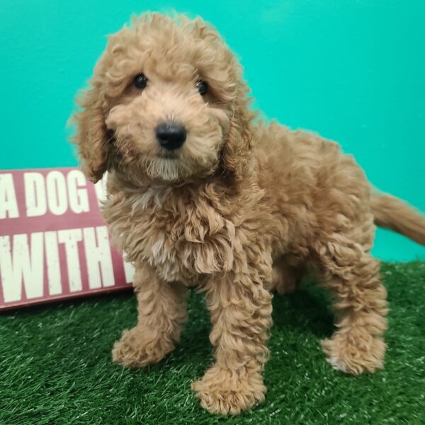 Goldendoodle-DOG-Female-Red-1452-Petland Fort Walton Beach, FL