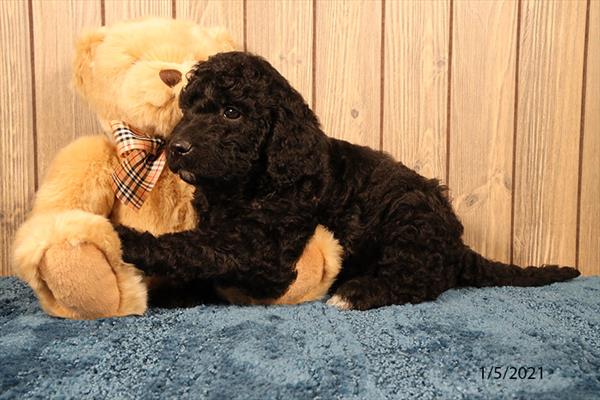 Goldendoodle-DOG-Male-Black-479-Petland Fort Walton Beach, FL