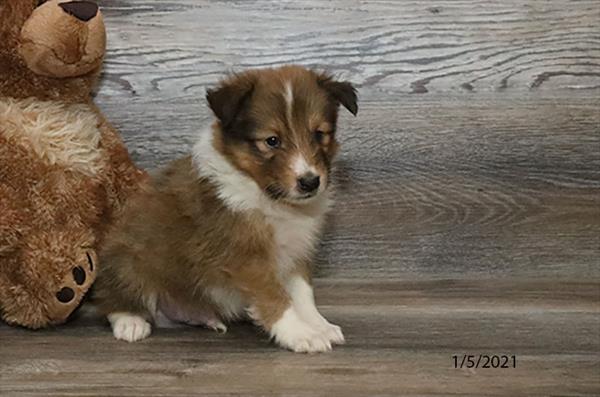 Shetland Sheepdog DOG Male Sable / White 480 Petland Fort Walton Beach, FL