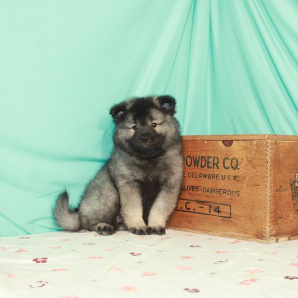 Keeshond-DOG-Female-Silver / Black-1503-Petland Fort Walton Beach, FL