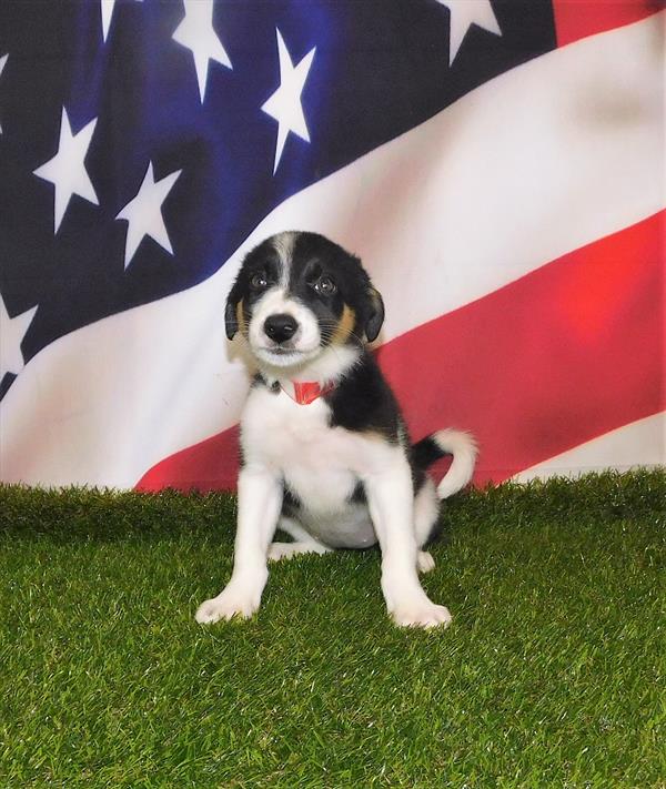 Border Collie DOG Female Black White / Tan 1506 Petland Fort Walton Beach, FL