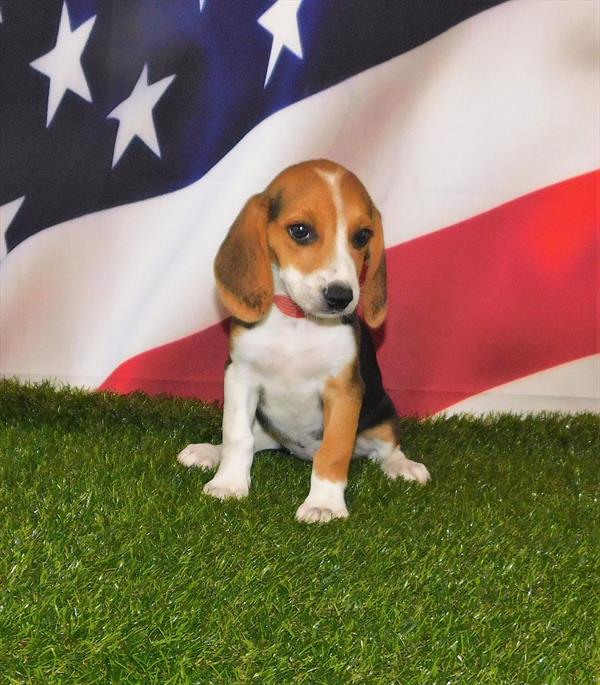 Beagle DOG Female Black White / Tan 1507 Petland Fort Walton Beach, FL