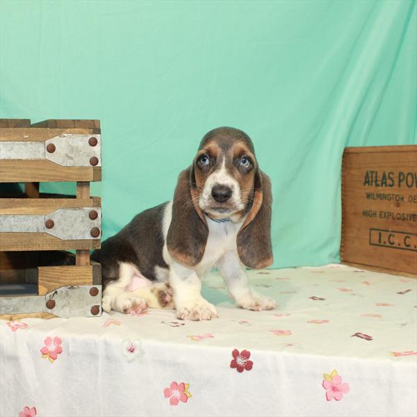 Basset Hound-DOG-Female-Blue Tan / White-1527-Petland Fort Walton Beach, FL