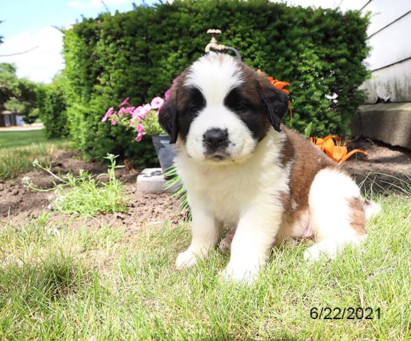 Saint Bernard DOG Female Brown / White 1539 Petland Fort Walton Beach, FL