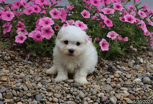 Maltese DOG Male White 1540 Petland Fort Walton Beach, FL