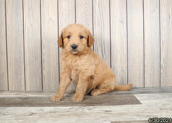 Goldendoodle DOG Male Red 1541 Petland Fort Walton Beach, FL