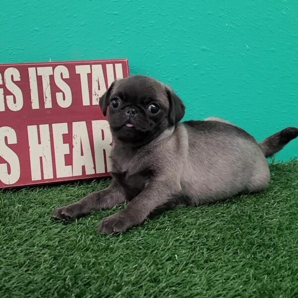 Pug-DOG-Male-Silver-1423-Petland Fort Walton Beach, FL