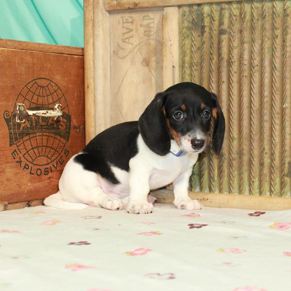 Dachshund DOG Female Black / Tan 1562 Petland Fort Walton Beach, FL