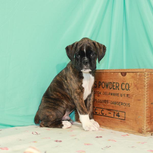 Boxer-DOG-Male-Brindle-1563-Petland Fort Walton Beach, FL