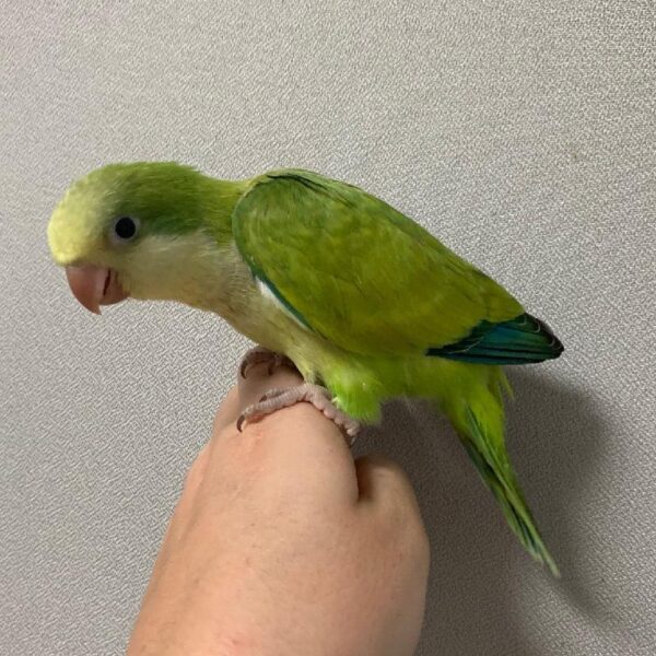 Quaker-BIRD-Female-green opaline-1599-Petland Fort Walton Beach, FL