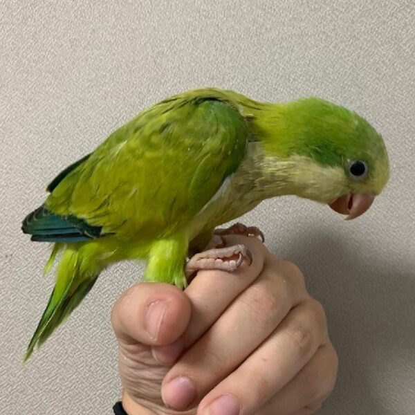 Quaker-BIRD-Female-Green Opaline-1600-Petland Fort Walton Beach, FL