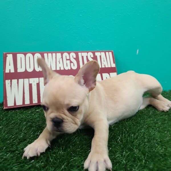 French Bulldog-DOG-Female-Fawn/Cream-1424-Petland Fort Walton Beach, FL