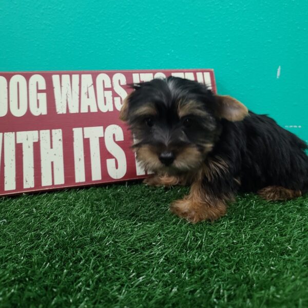 Silky Terrier DOG Male Black/Tan 1569 Petland Fort Walton Beach, FL