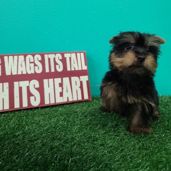 Silky Terrier DOG Female Black/Tan 1570 Petland Fort Walton Beach, FL