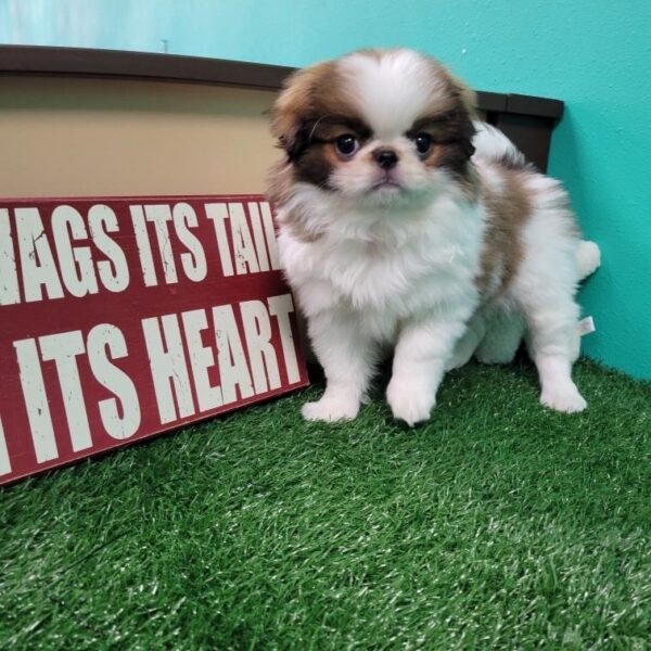 Japanese Chin-DOG-Female-Sable/White-1607-Petland Fort Walton Beach, FL