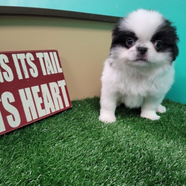 Japanese Chin-DOG-Male-Black/White-1606-Petland Fort Walton Beach, FL