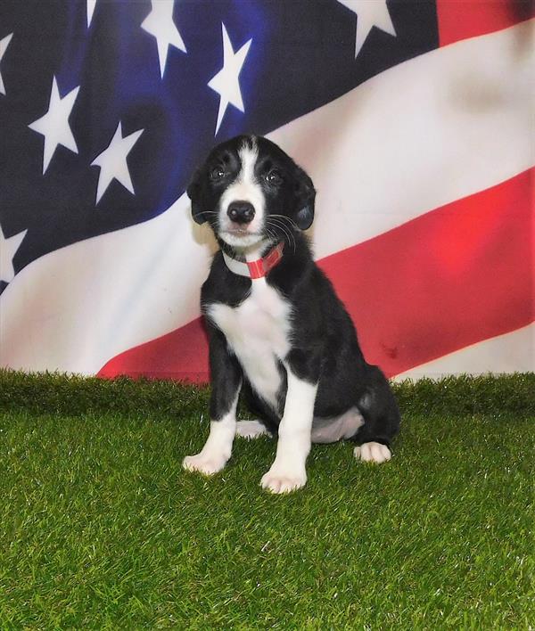 Border Collie DOG Female Black / White 1633 Petland Fort Walton Beach, FL