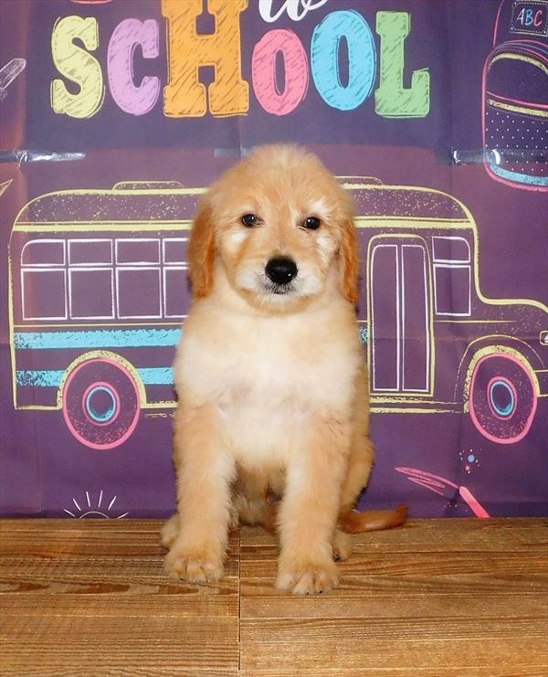 Goldendoodle DOG Male Golden 1634 Petland Fort Walton Beach, FL